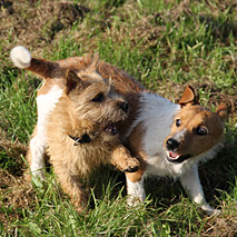 Welpentraining Hundeschule Dog Rules